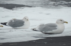 Larus argentatus × hyperboreus