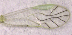 Austropsocus viridis