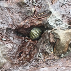 Nerita costata