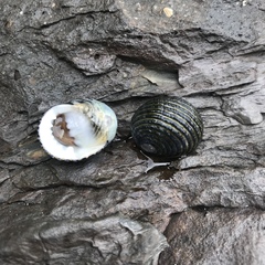 Nerita costata