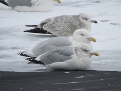 Larus argentatus × hyperboreus