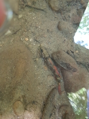 Gobiomorphus huttoni