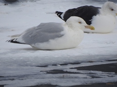 Larus argentatus × hyperboreus