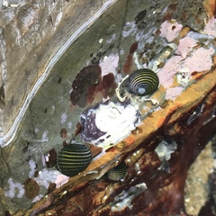 Nerita costata
