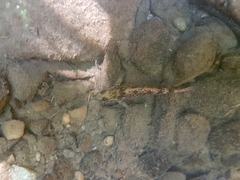 Gobiomorphus huttoni