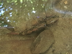 Gobiomorphus huttoni