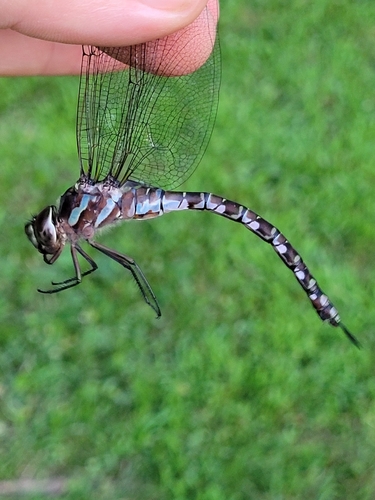Green-striped Darner photo 4