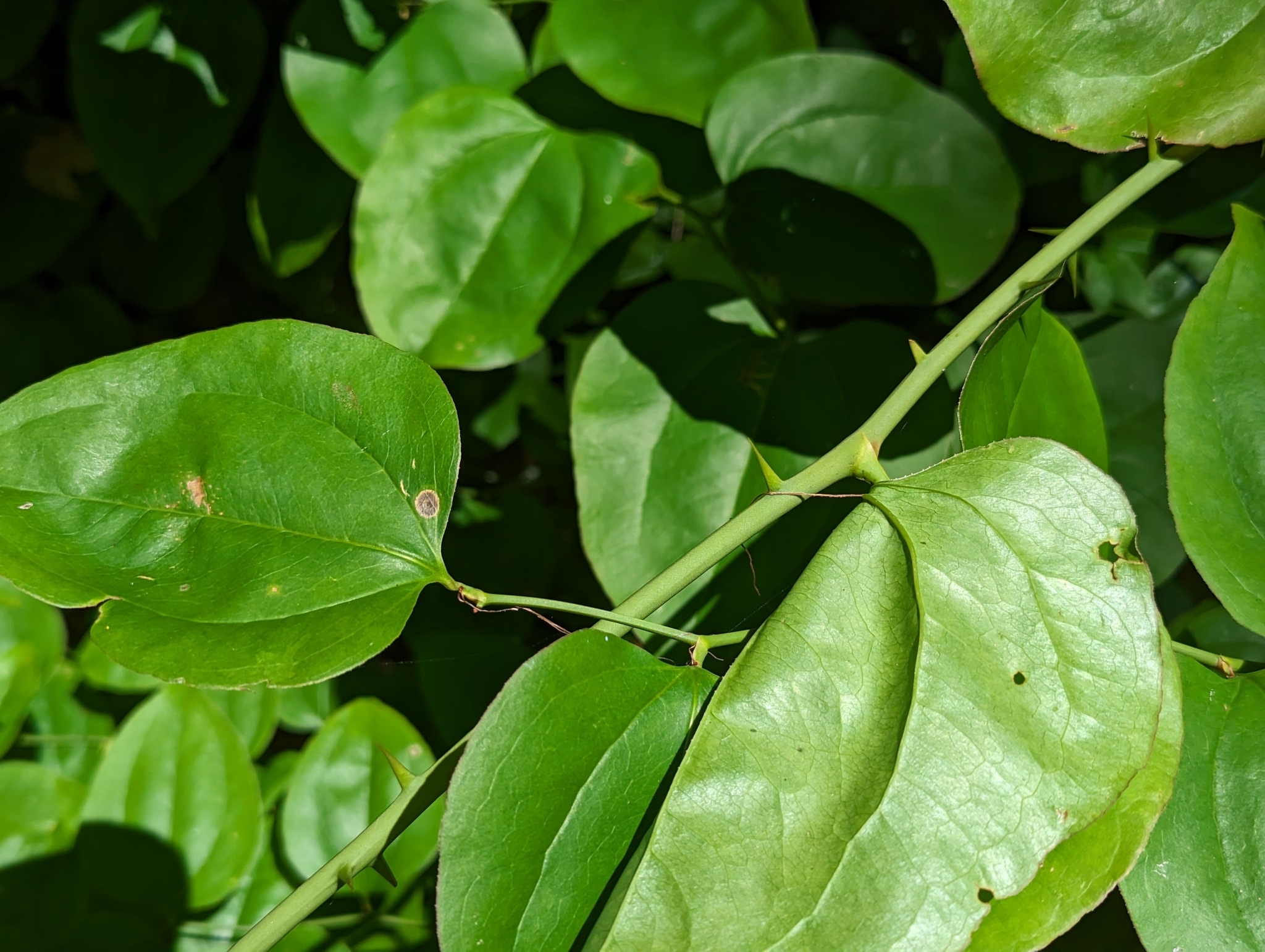 roundleaf greenbrier (Smilax rotundifolia) · iNaturalist