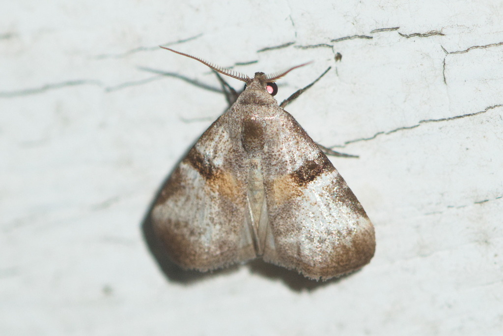 Meganola hemizona