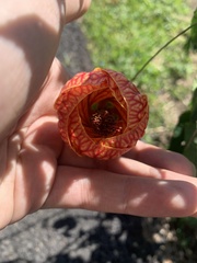 Callianthe picta image