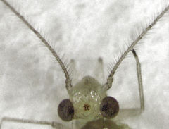 Austropsocus viridis