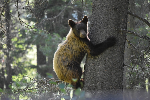 American Black Bear photographed in Wyoming