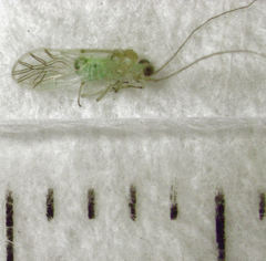 Austropsocus viridis