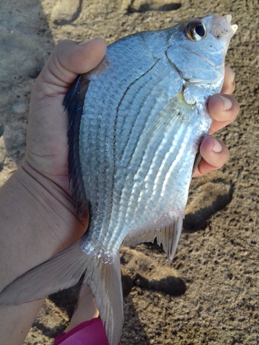 Peruvian Mojarra
