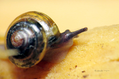 Euconulidae