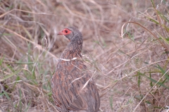 Pternistis rufopictus