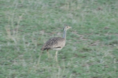 Eupodotis senegalensis