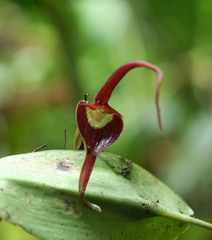 Pleurothallis ruberrima