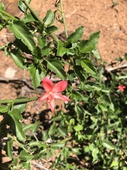 Hibiscus praeteritus