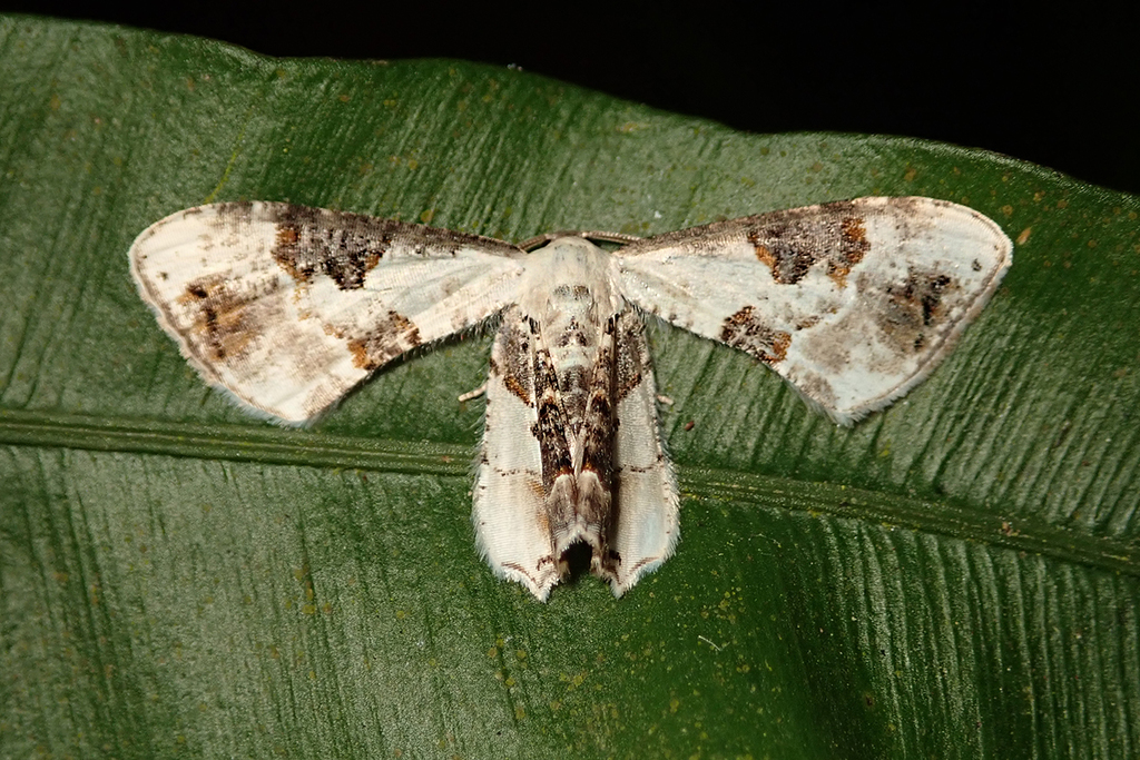 Oroplema plagifera