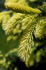 Picea glauca densata