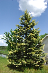 Picea glauca densata