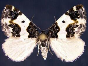 Western White-Ribboned Carpet