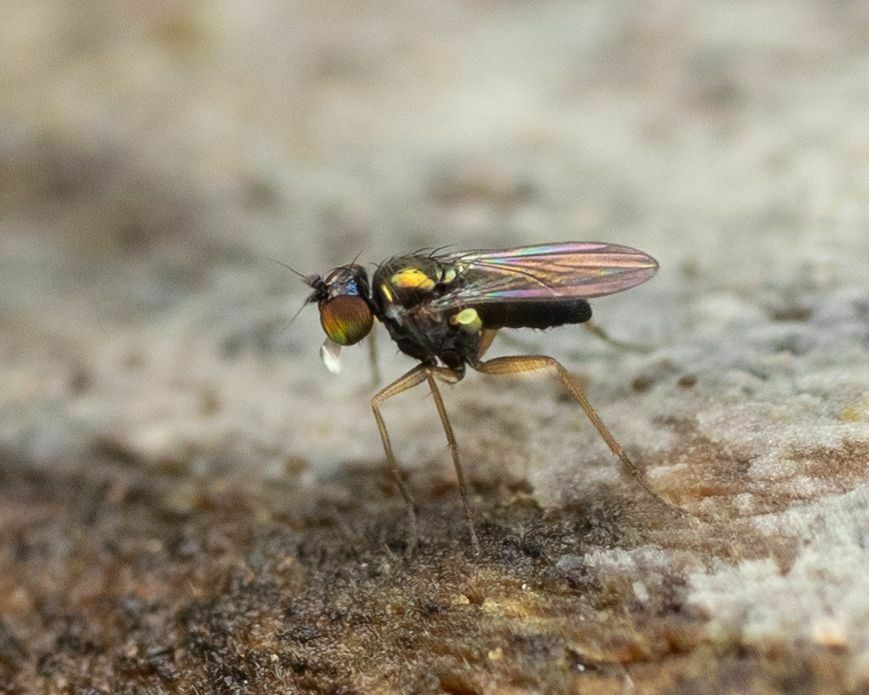 Long-legged fly (Chrysotus longipalpus)
