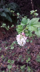 Ribes sanguineum glutinosum