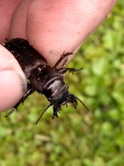 Mecodema sculpturatum