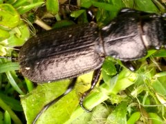 Mecodema sculpturatum