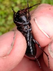Mecodema sculpturatum