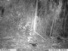 Arremon brunneinucha