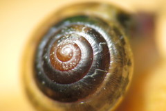 Euconulidae