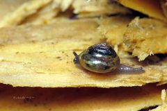Euconulidae
