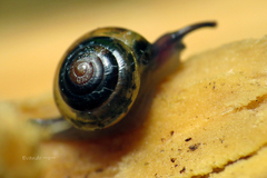 Euconulidae