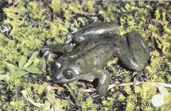 Sehuencas Water Frog photo 2