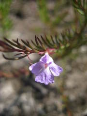 Hemigenia purpurea
