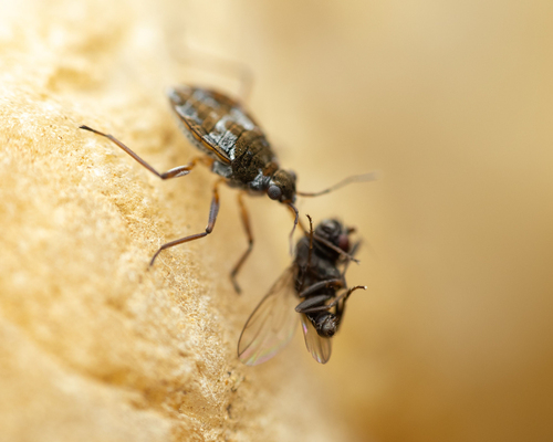 Microvelia americana photo 4