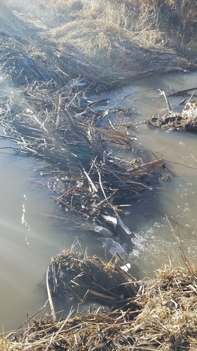 American Beaver photographed in Idaho