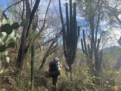 Stenocereus montanus