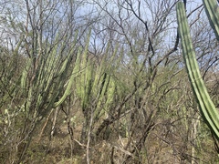 Stenocereus montanus