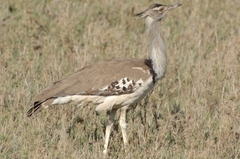 Ardeotis kori struthiunculus