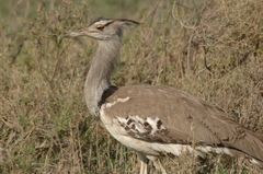 Ardeotis kori struthiunculus