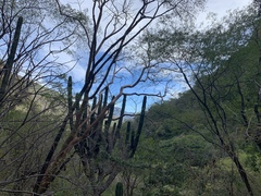 Stenocereus montanus