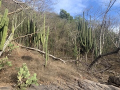 Stenocereus montanus