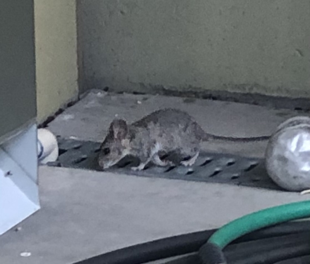 White-throated Woodrat from White Tank Mountain Regional Park, Buckeye ...