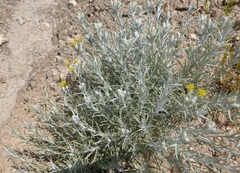 Tetradymia canescens thorneae