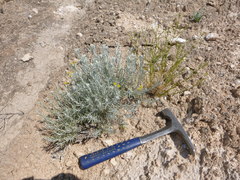 Tetradymia canescens thorneae