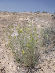 Mentzelia memorabalis